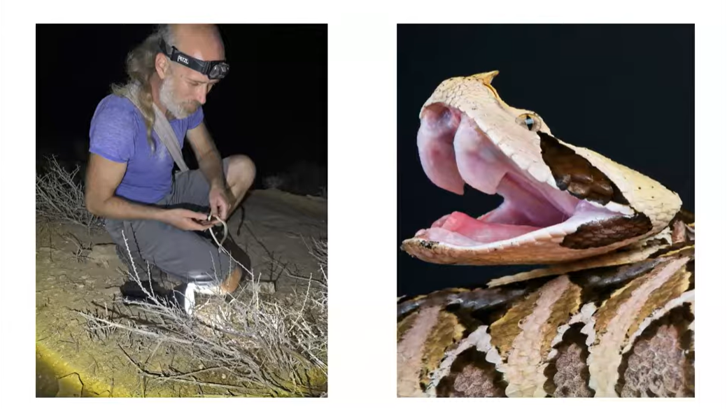 נחשים-קאבר-aspect-ratio-16x9