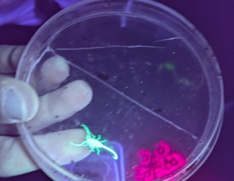 עקרב אולטרא1