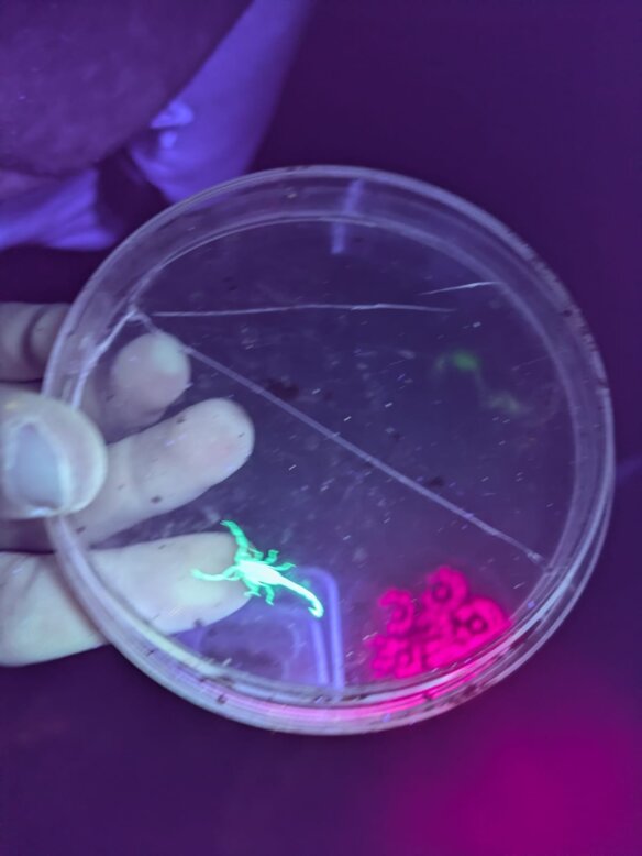 עקרב אולטרא1