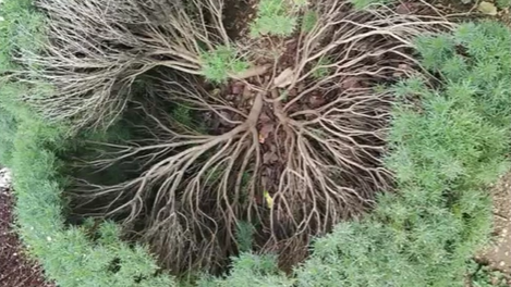 צילום-מסך-2026-03-25-120214-aspect-ratio-16x9