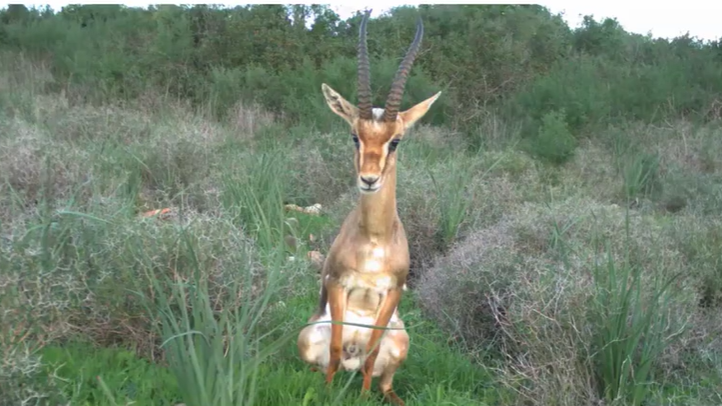 צילום-מסך-2026-03-26-144533-aspect-ratio-16x9