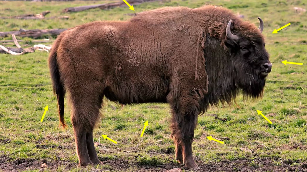 קאבר-חי-בטבע-ציור-בעלי-חיים-aspect-ratio-16x9