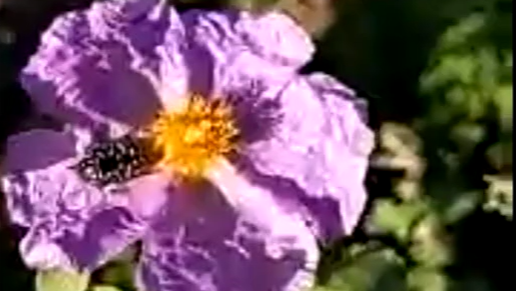 קאבר-פרחים-ואדבורים-aspect-ratio-16x9