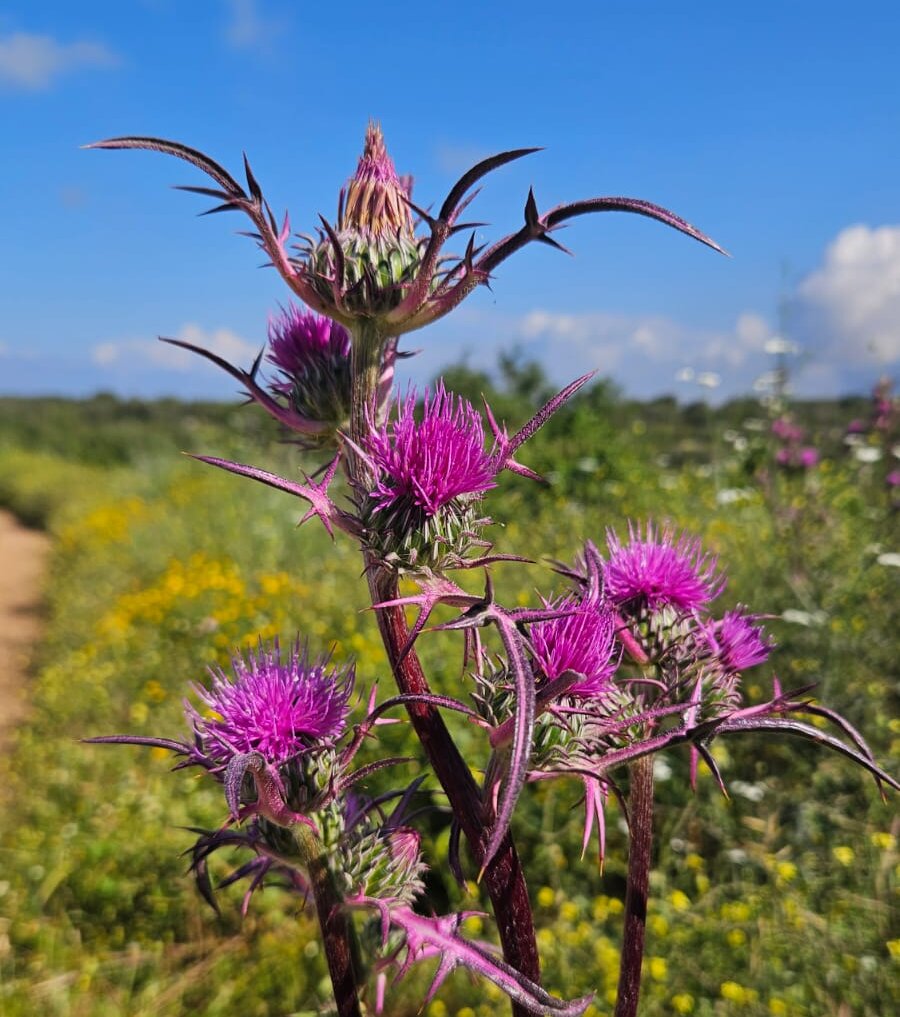 WhatsApp-Image-2026-04-08-at-17.03.23-aspect-ratio-x