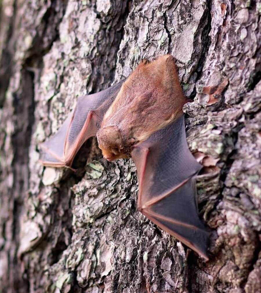 bat-1695186_1920-aspect-ratio-x