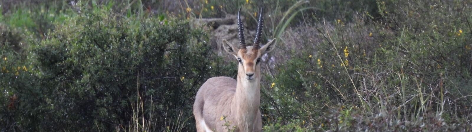 יום-הצבי-aspect-ratio-x