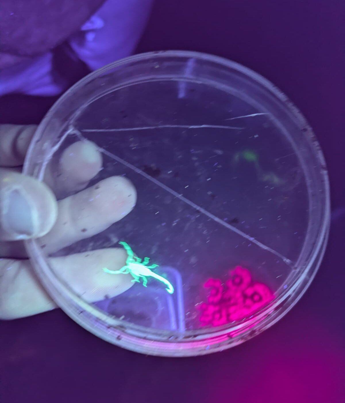 עקרב-אולטרא1-aspect-ratio-x