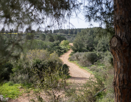 EranP_Trail