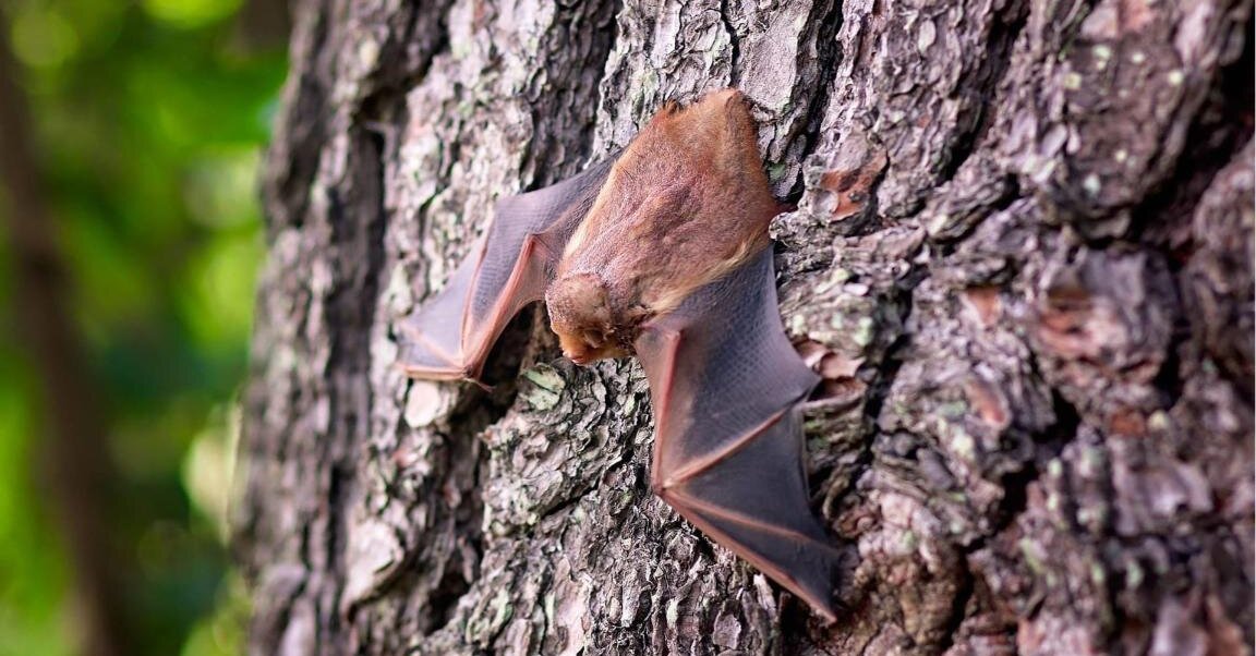 bat-1695186_1920-1-aspect-ratio-x