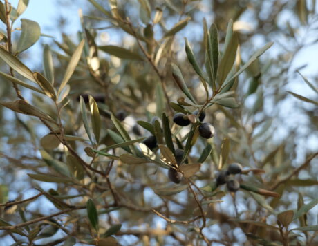 עצי זית רמת הנדיב