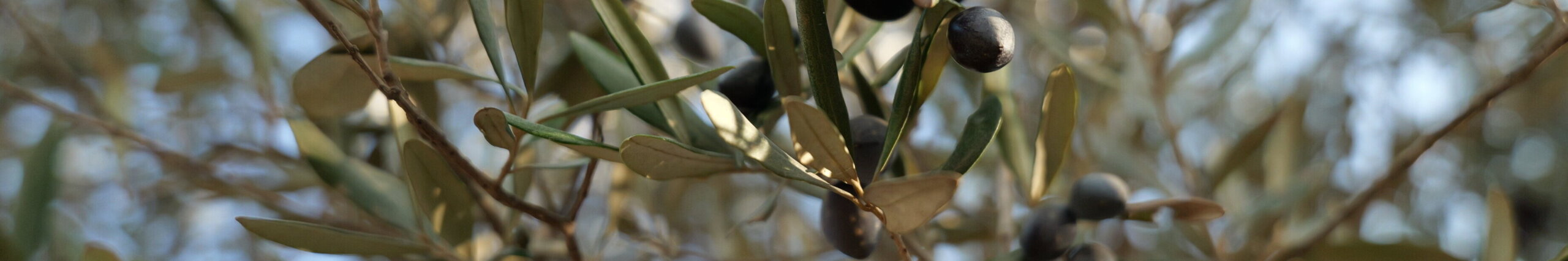 עצי-זית-רמת-הנדיב-scaled-aspect-ratio-x